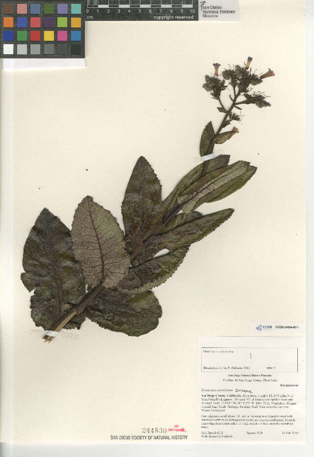 Image of Eriodictyon sessilifolium Greene