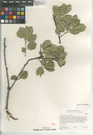 Image of Quercus agrifolia agrifolia