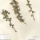 Image of Ribes aureum aureum
