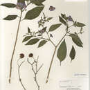 Image of Solanum rantonnetii