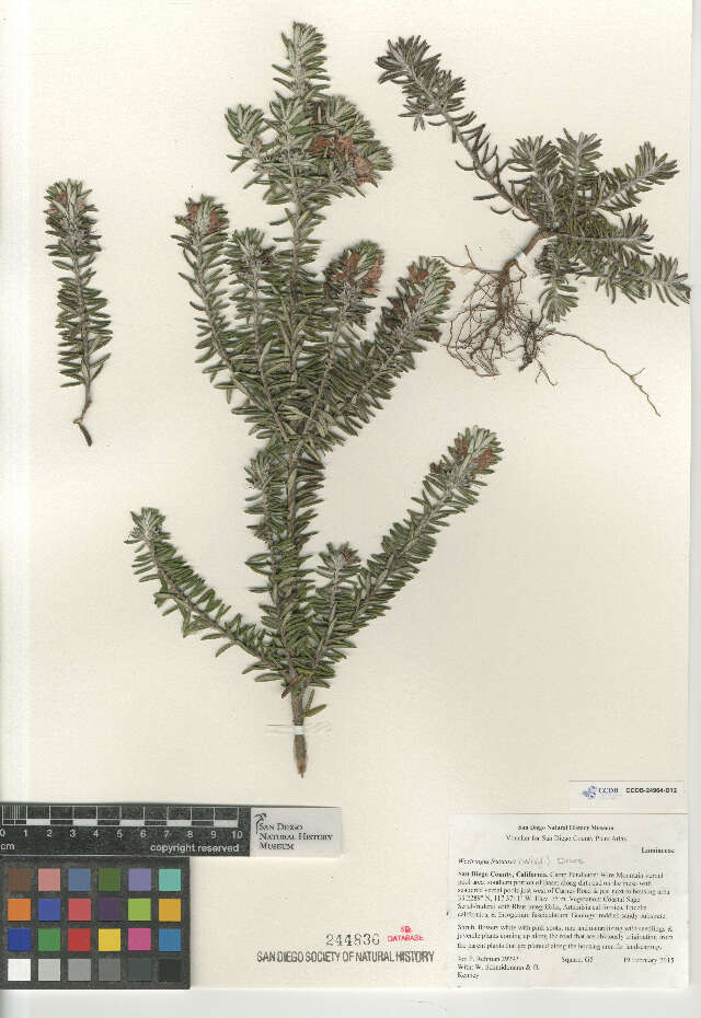 Image of Westringia fruticosa
