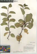 Image de Rhus ovata S. Wats.