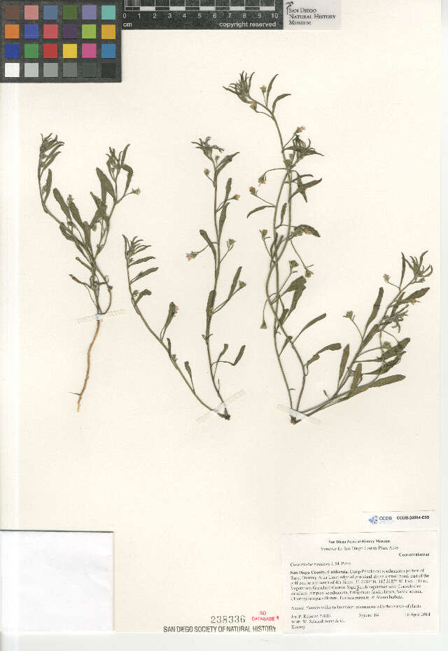 Image of Convolvulus simulans Perry