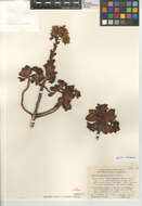 Image of Haworth's aeonium