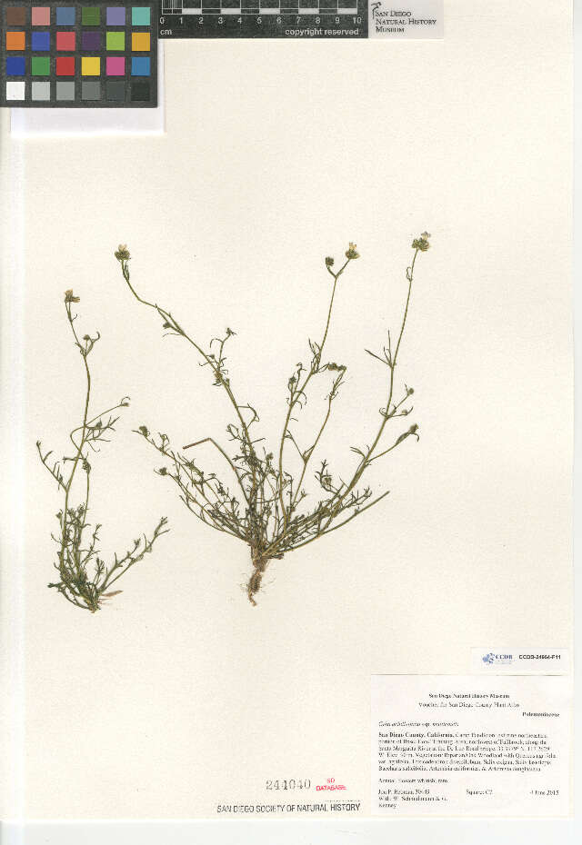 Image of California gilia