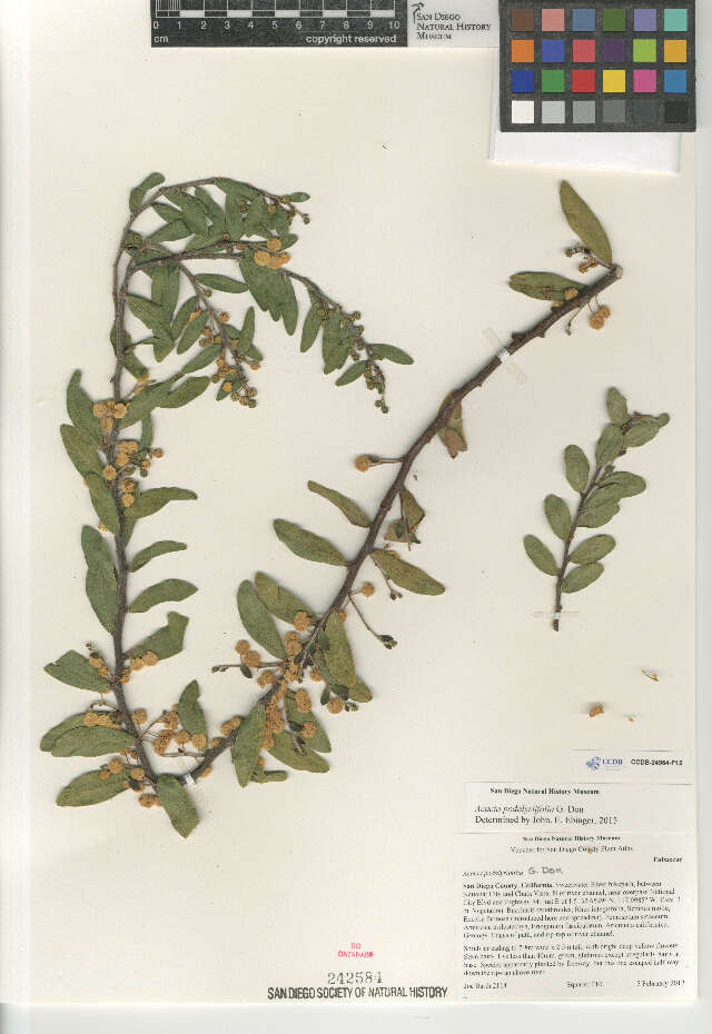 Plancia ëd Acacia podalyriifolia A. Cunn. ex G. Don