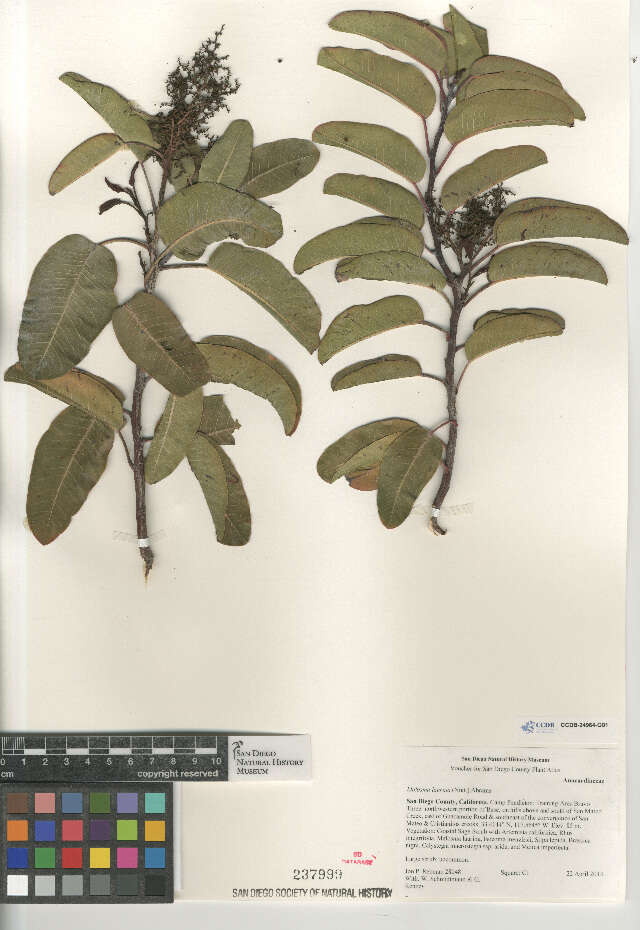 Image of laurel sumac