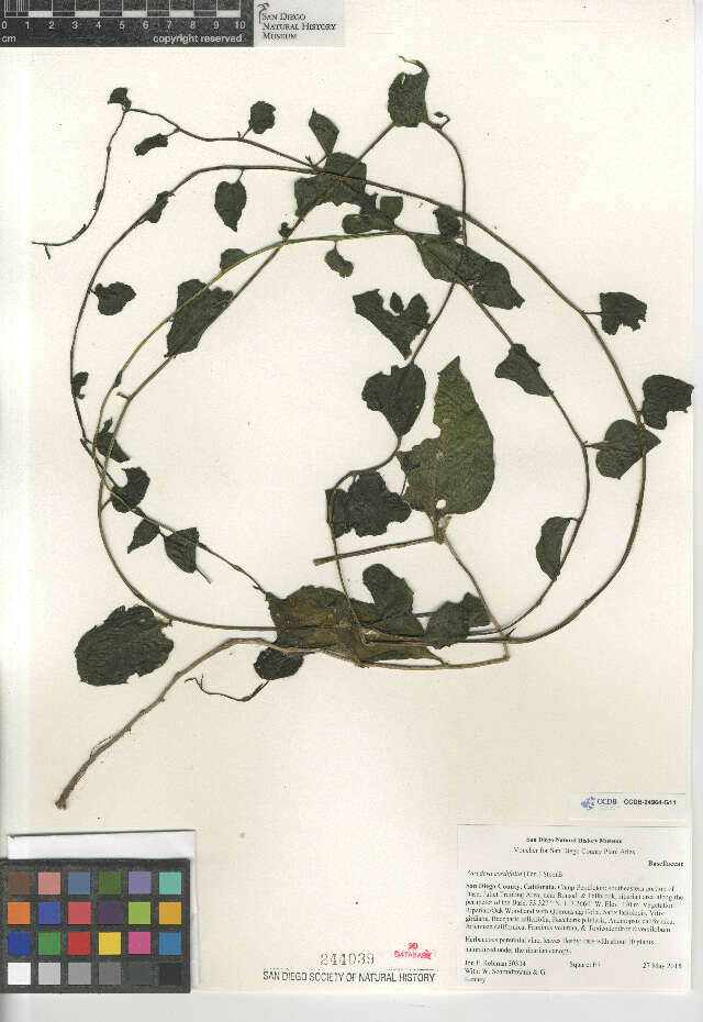 Image of heartleaf madeiravine