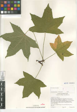 Image of American Sweetgum