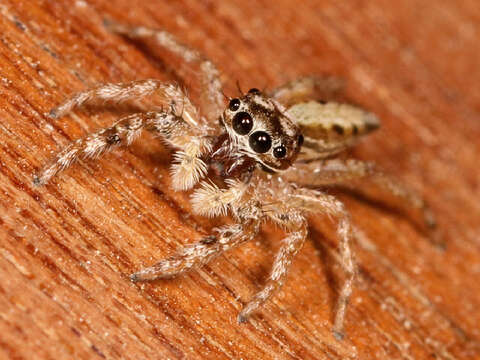 Image of jumping spiders