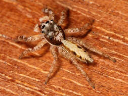 Image of jumping spiders