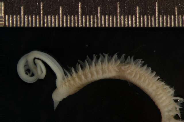 Image of Scolelepis (Scolelepis) acuta (Treadwell 1914)