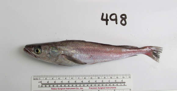 Image of North Pacific Hake