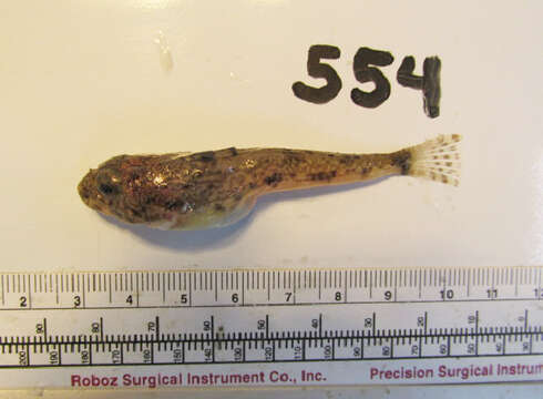 Image of Yellowchin sculpin