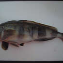 Image of Atka mackerel