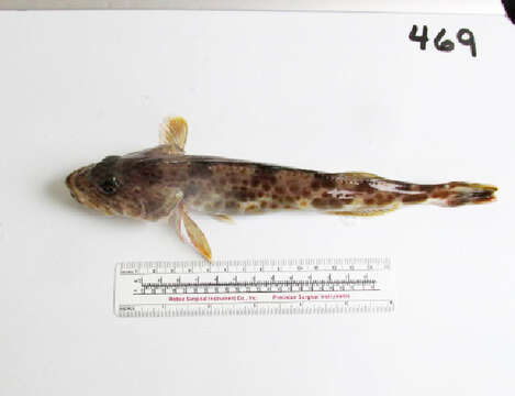 Image of Ophiodon