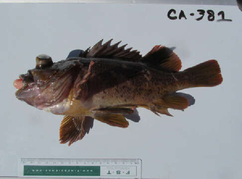 Image of Gopher rockfish