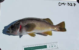 Image of Yellowtail rockfish