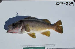 Image of Yellowtail rockfish
