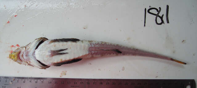 鱘形足溝魚的圖片