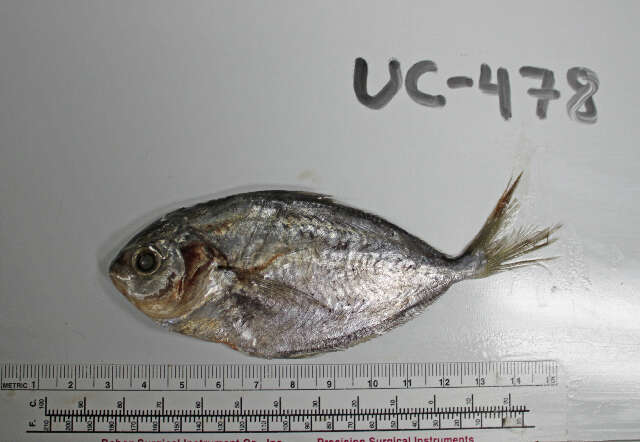 Image of California pompano