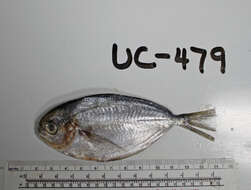 Image of California pompano