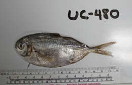 Image of California pompano