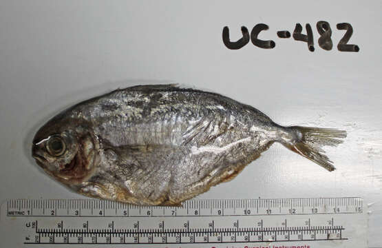 Image of California pompano