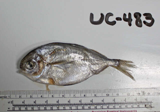 Image of California pompano