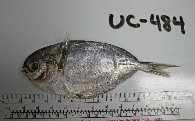 Image of California pompano