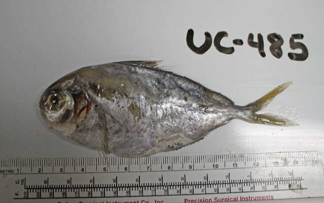 Image of California pompano