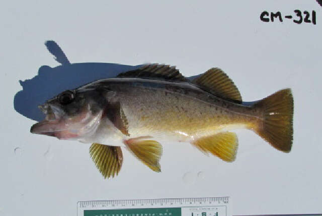 Image of Yellowtail rockfish