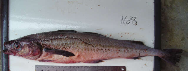 Image of Alaska pollock