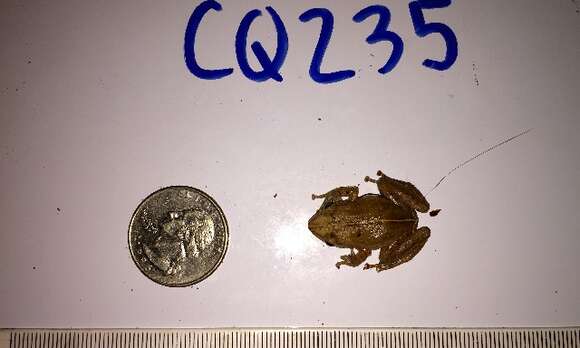 Eleutherodactylus coqui Thomas 1966 resmi