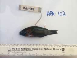 Image of Saddle wrasse