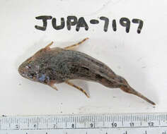 Image of Pacific staghorn sculpins