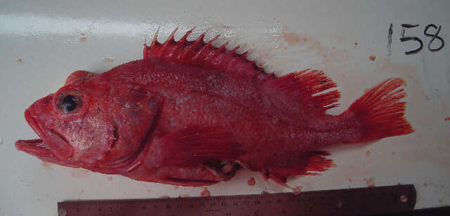 Image of Shortraker rock-fish