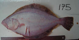 Image of Flathead sole