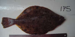 Image of Flathead sole