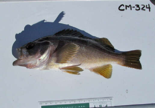 Image of Yellowtail rockfish