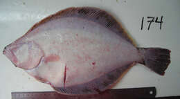 Image of Flathead sole