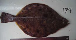 Image of Flathead sole