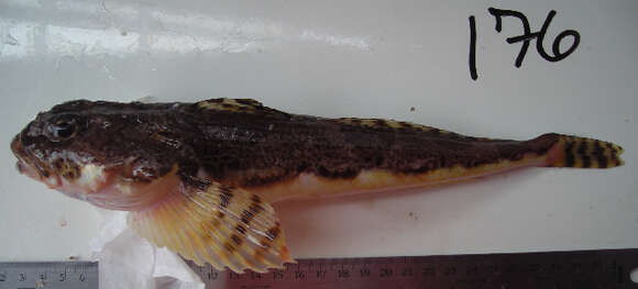 Image of Armorhead sculpin