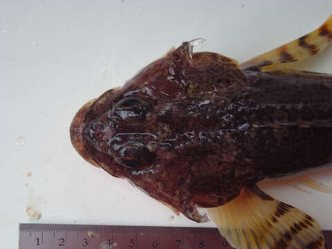 Image of Armorhead sculpin