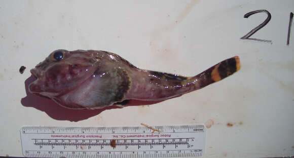 Image of Bartail sculpin