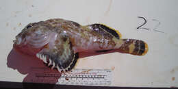 Image of Bartail sculpin