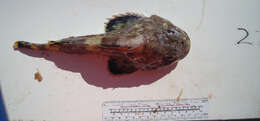 Image of Bartail sculpin