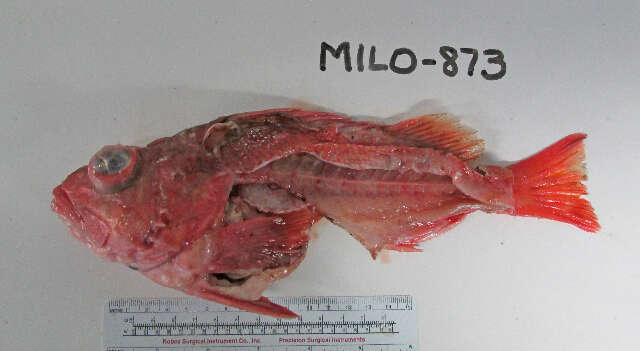 Image of Greenblotched rockfish