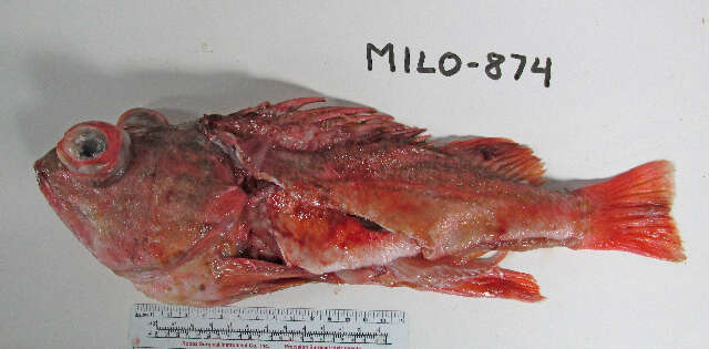 Image of Greenblotched rockfish