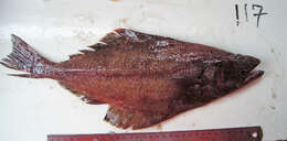 Image of Arrowtooth flounder